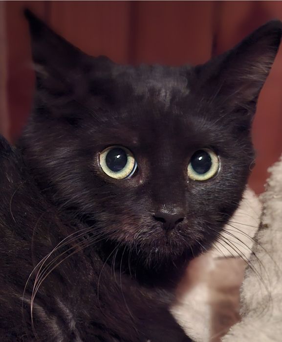 Malutka Mrunia czeka na swój domek...