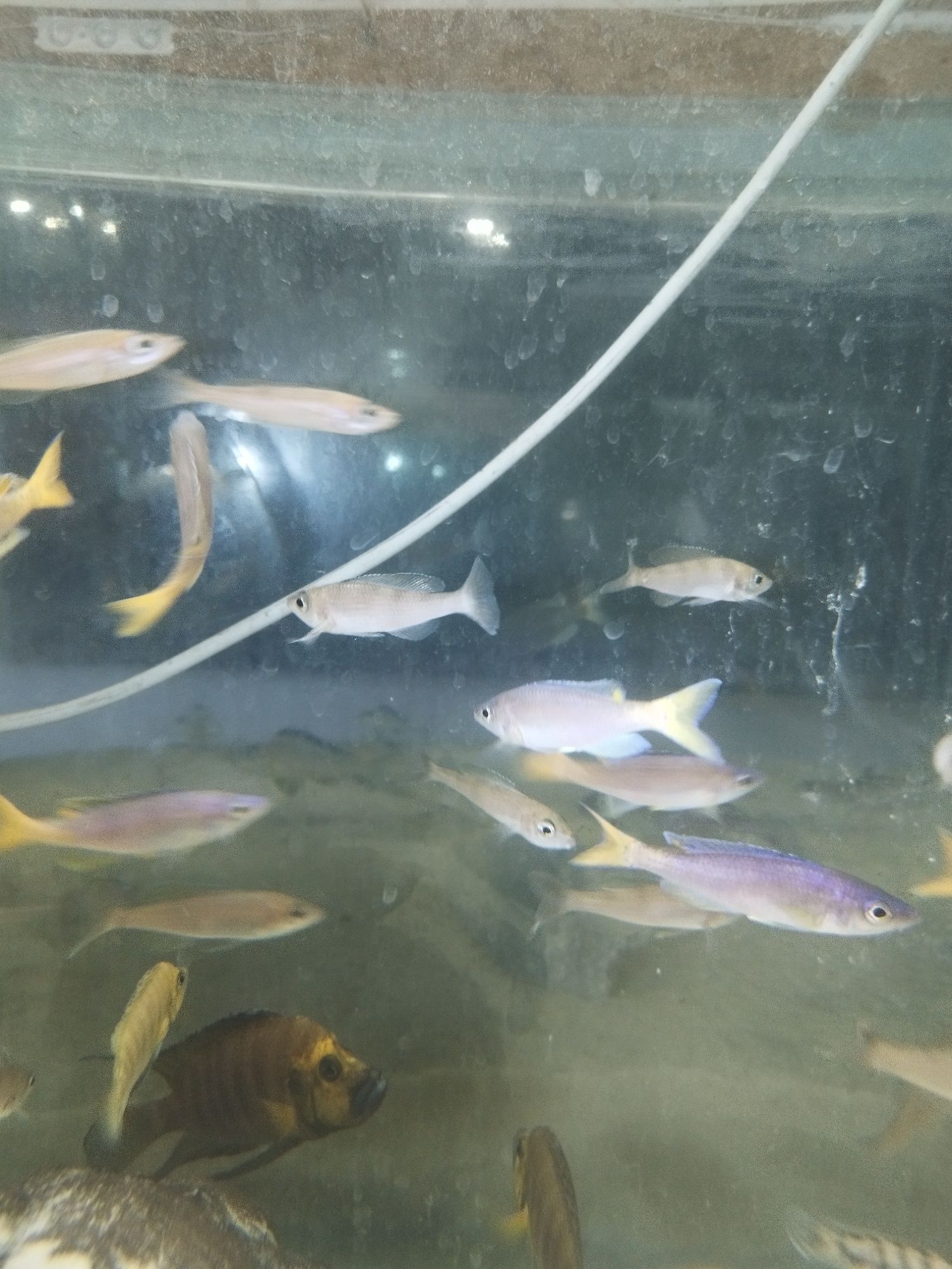 Cyprichromis sp. Leptosoma Utinta tanganika
