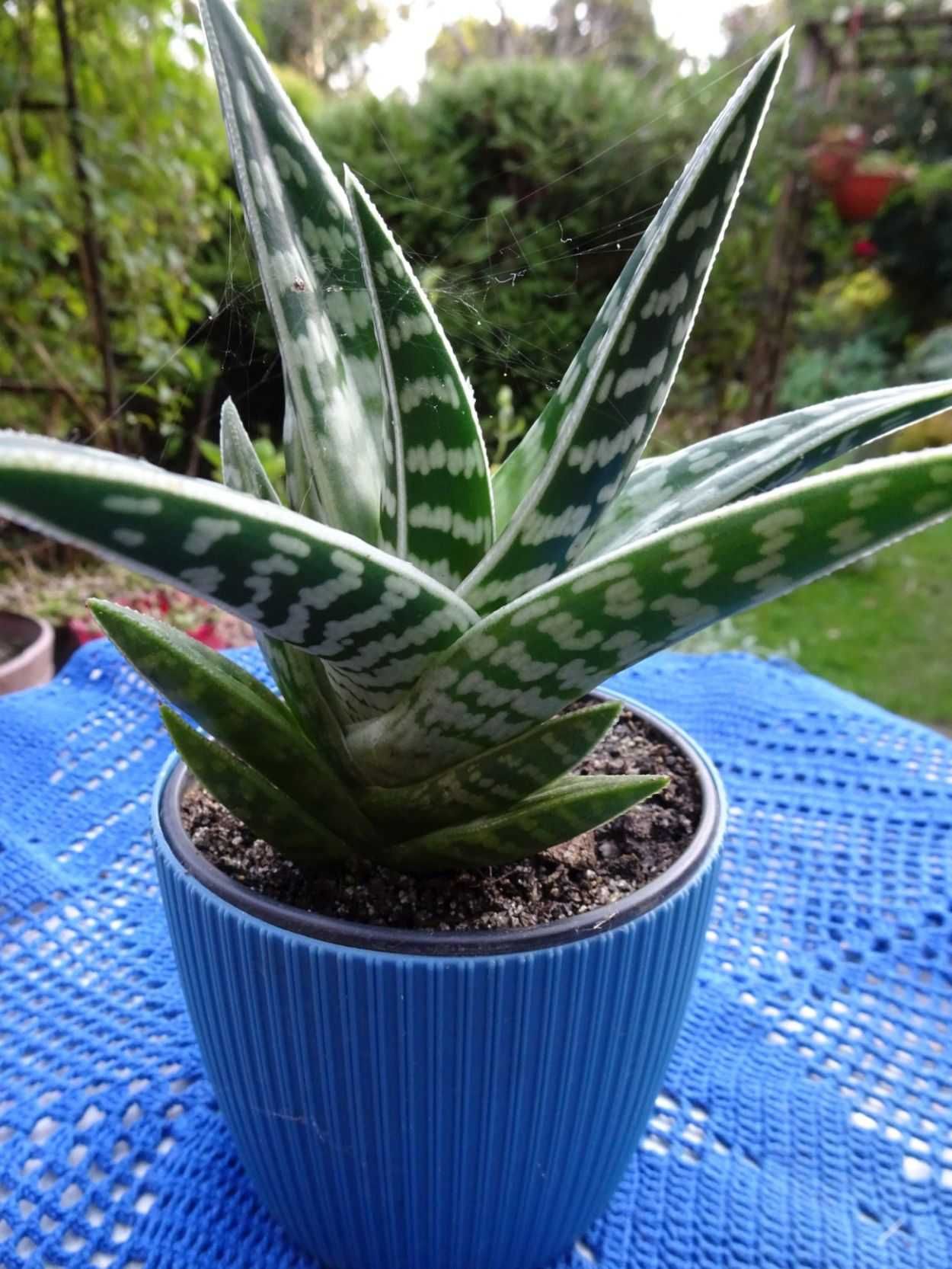 Aloes Pstry Tygrysi Aloe Variagata Kaktus