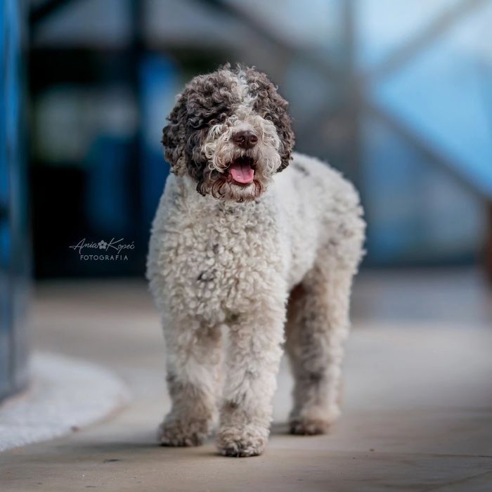 Lagotto Romagnolo FCI zapowiedź miotu
