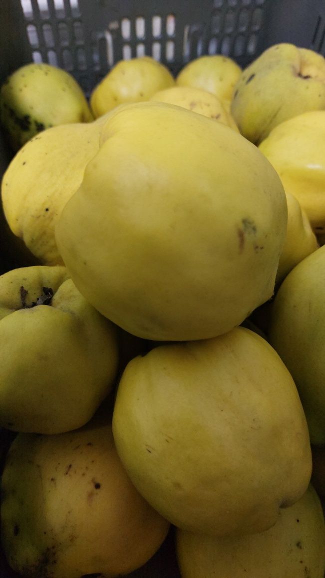 Marmelos muito boms