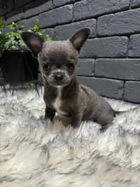 Chihuahua Piesek Blue gotowy do odbioru