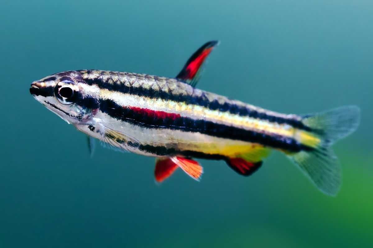 Drobnoustek obrzeżony - Nannostomus marginatus - dowóz, wysyłka