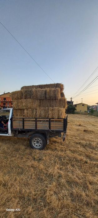 Palha nascidisa de 2025