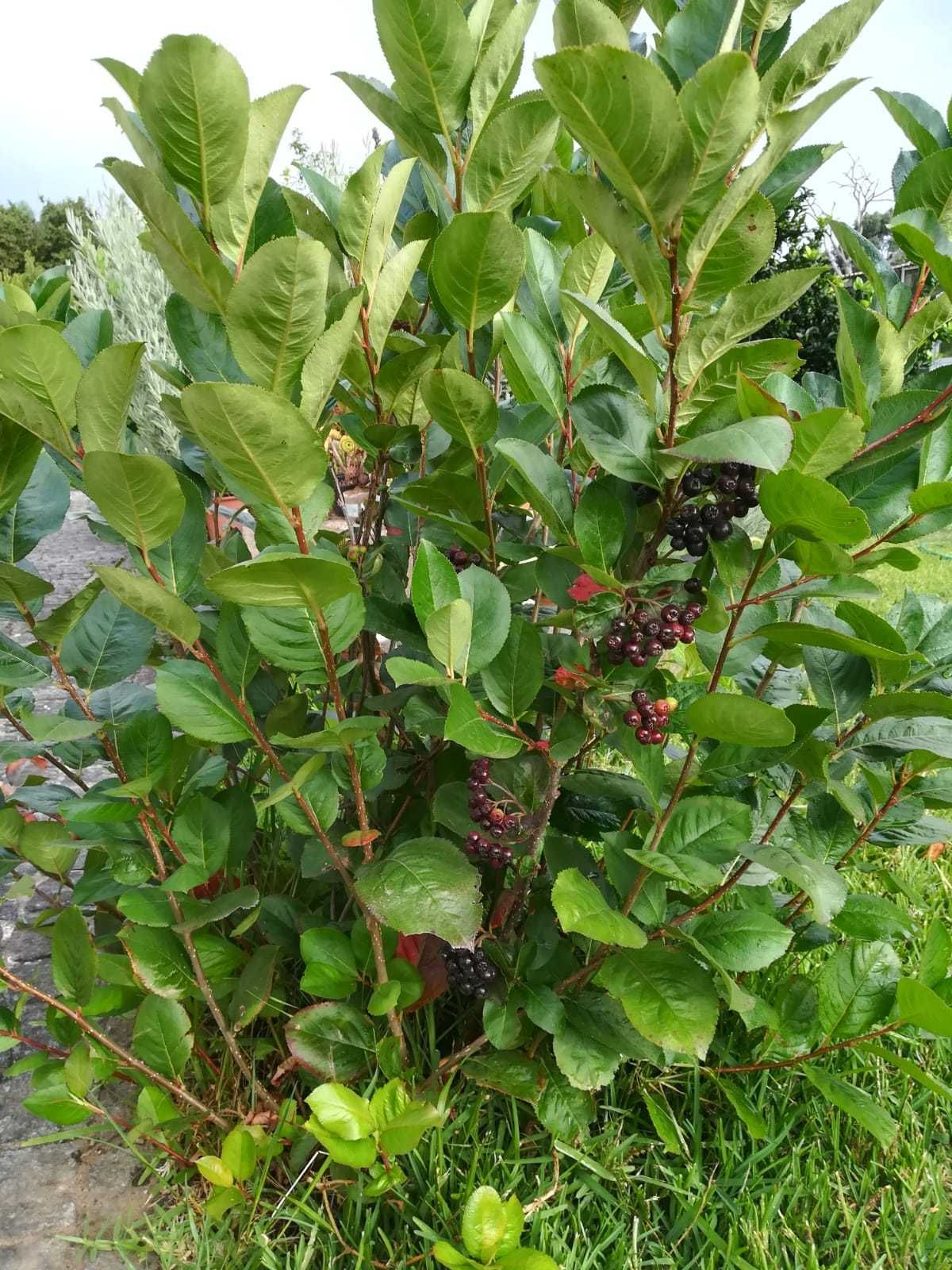 Arónia Negra - Aronia melanocarpa