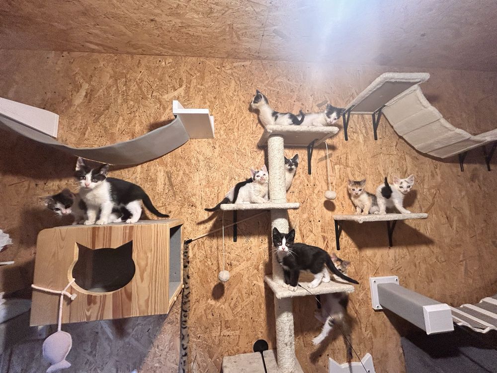 Przecudowne kociaczki do adopcji