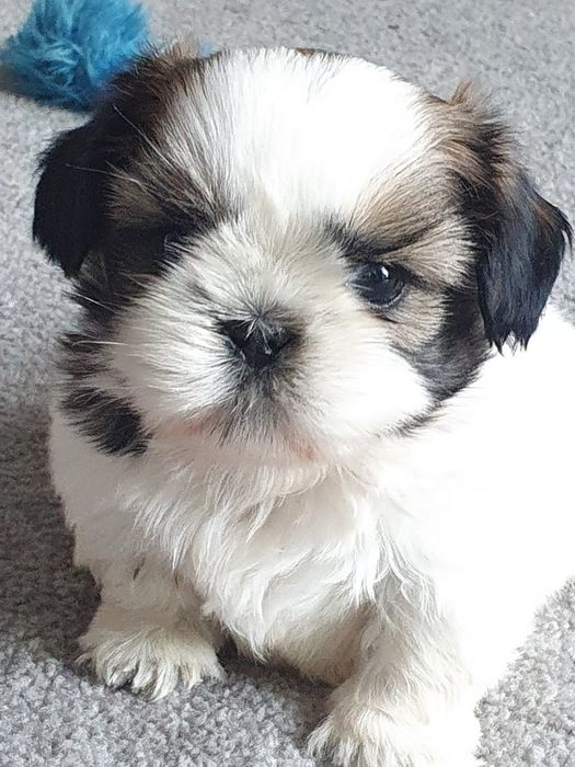 Shih tzu ,/Cudowny chlopczyk