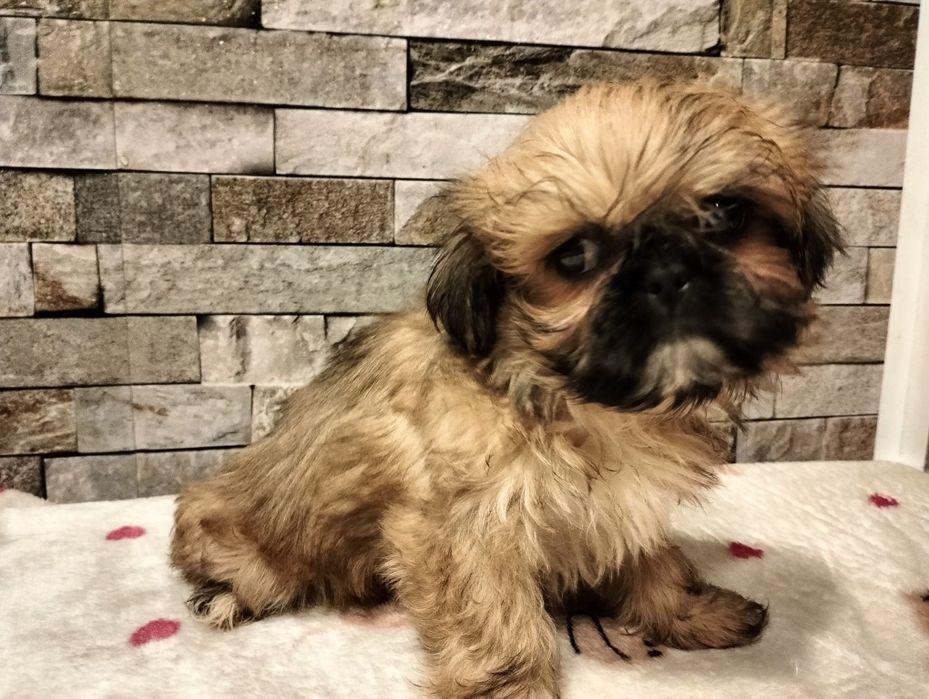 Przepiękna suczka shih-tzu beżowa z rodowodem