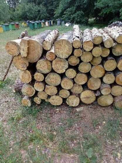 Sosna opałowa w wałkach