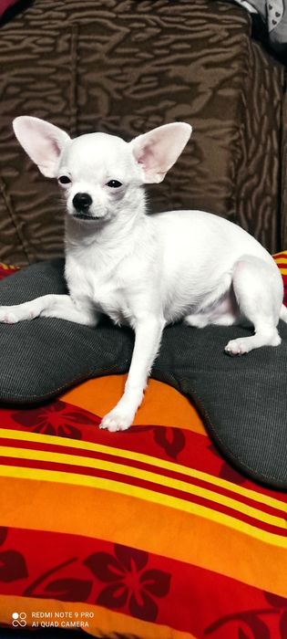 Чихуахуа ищет девочку