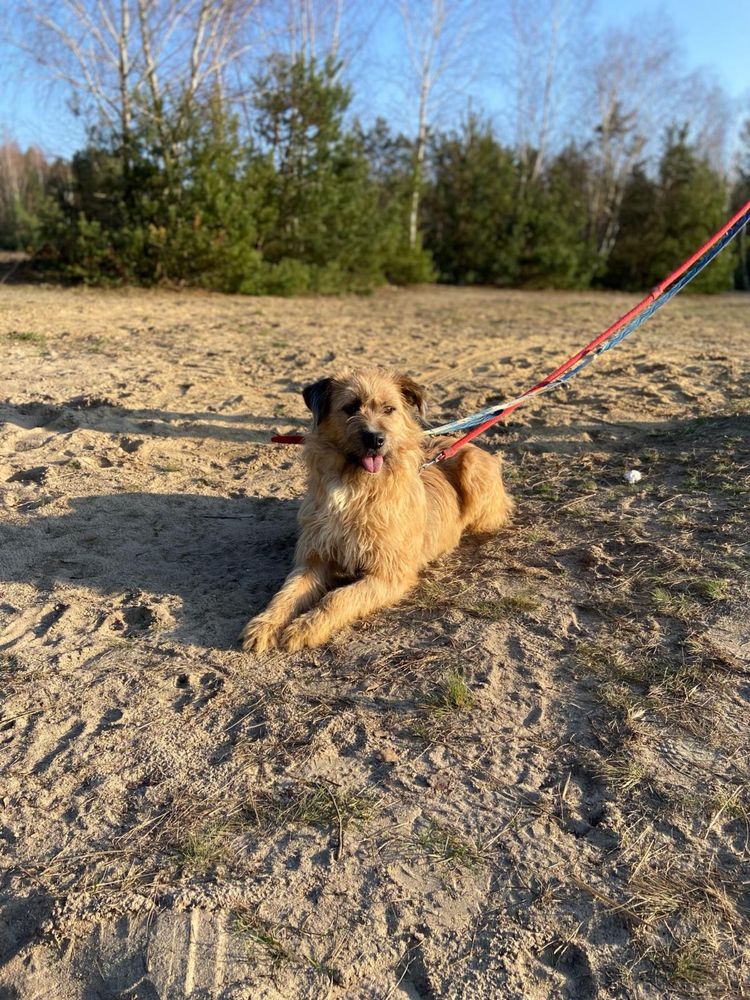 Frida - strach i samotność. Proszę adoptuj i uratuj ją!