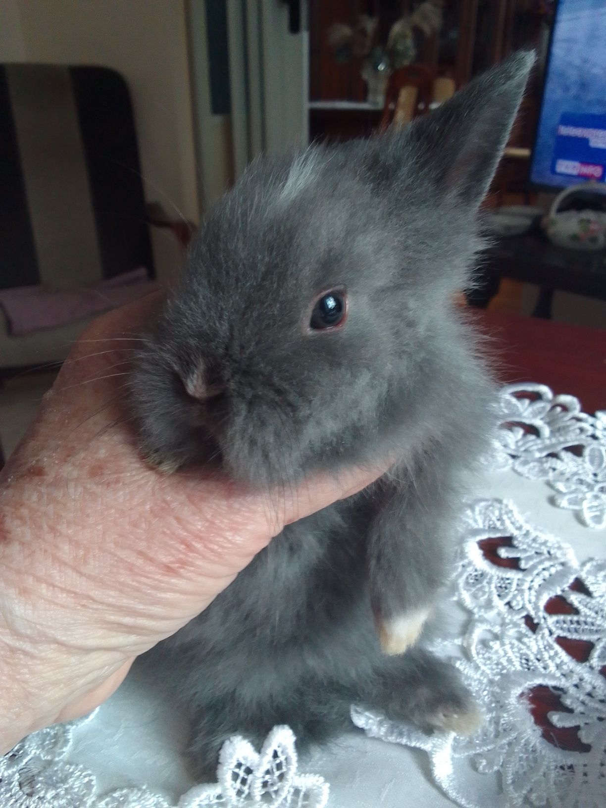 Królik miniaturka Teddy