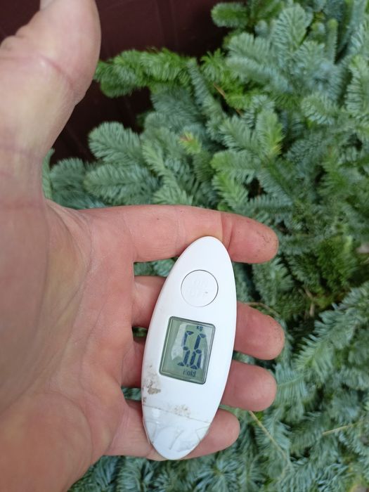 Jodła Nobilis wysyłka