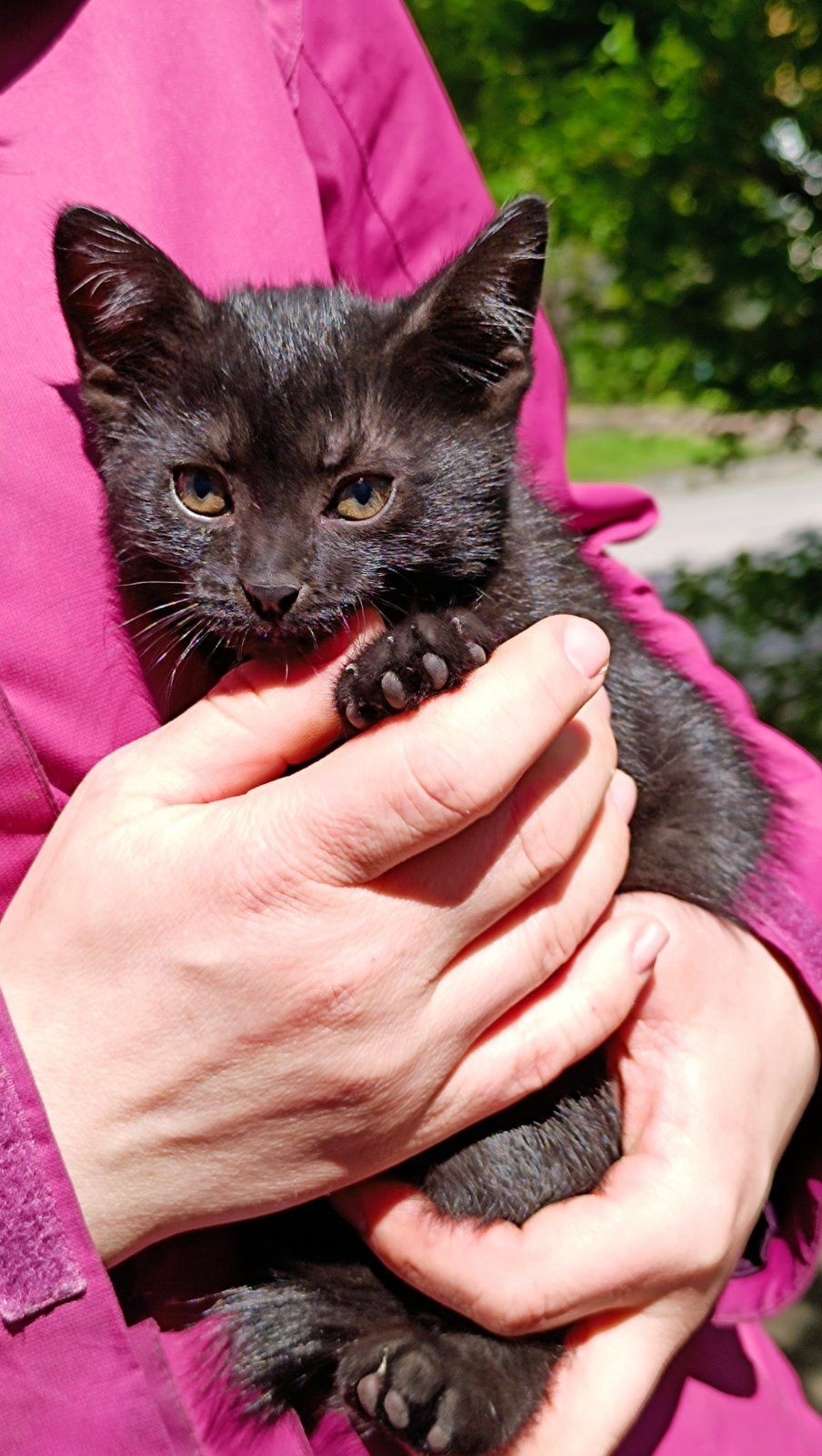 Кошеня шукає родину