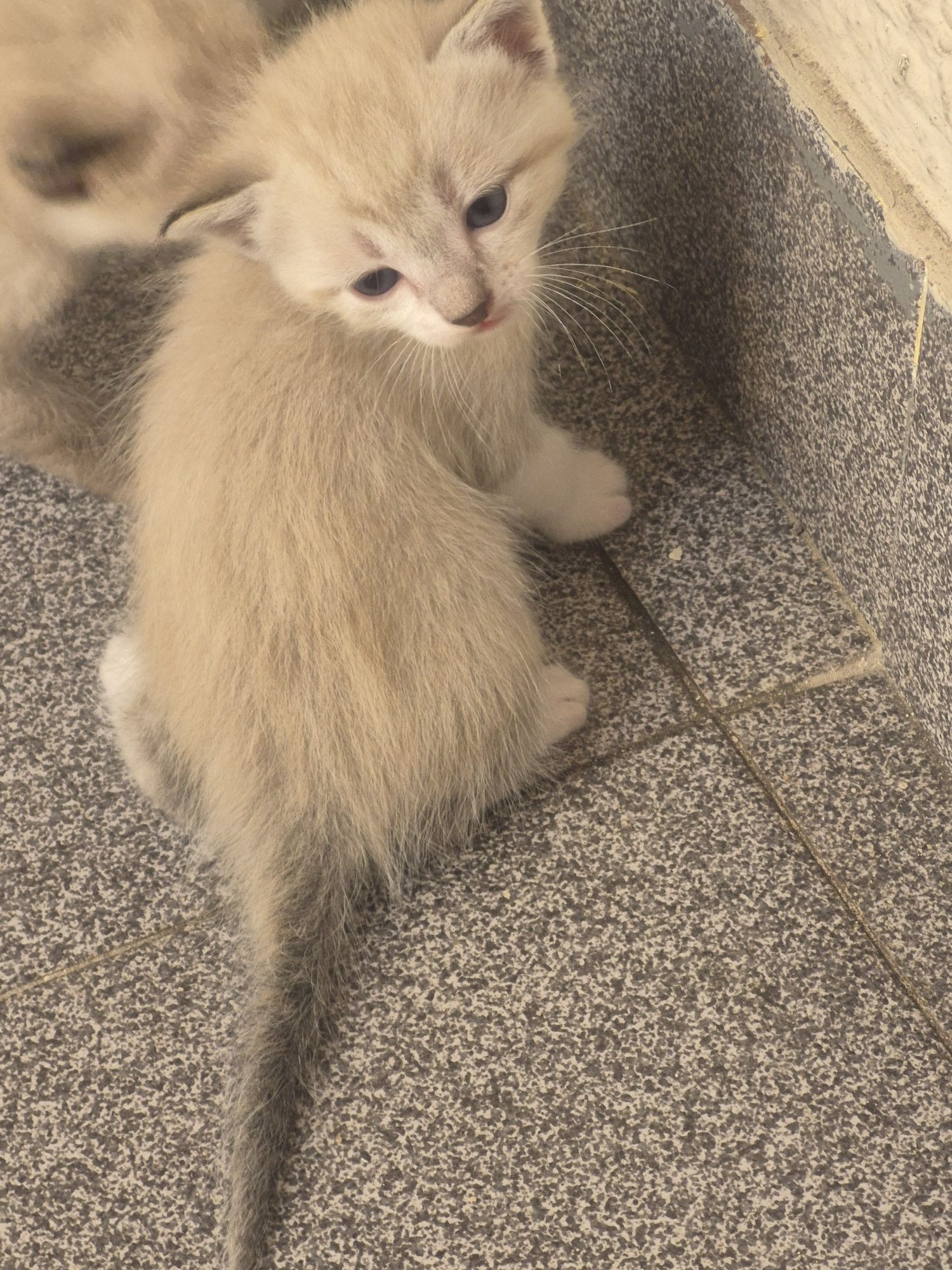 Gatinhos bebés ler escricao