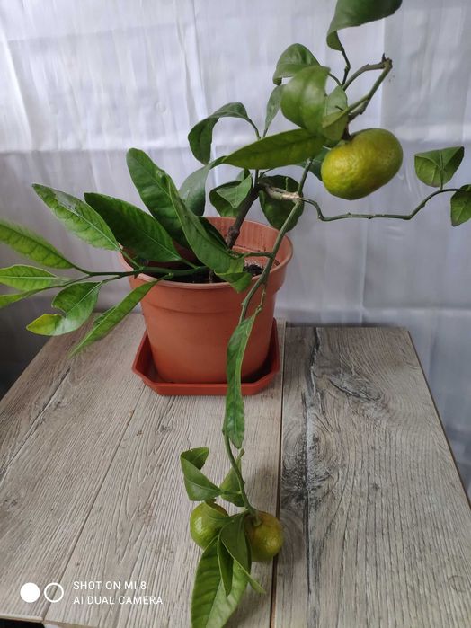 Мвндарин с плодами