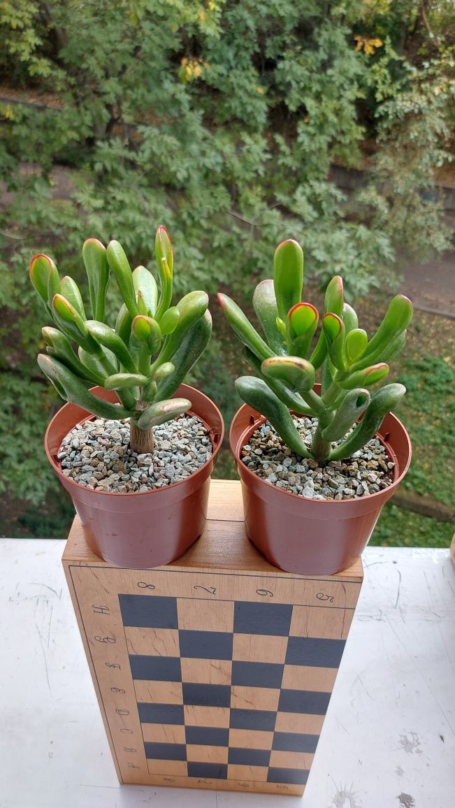 Крассула Ред Хорн Crassula Red Horn tree
