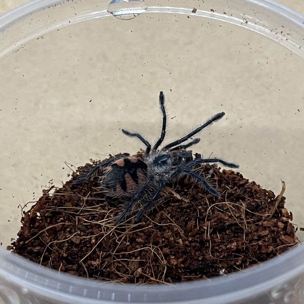 Pamphobeteus platyomma l2