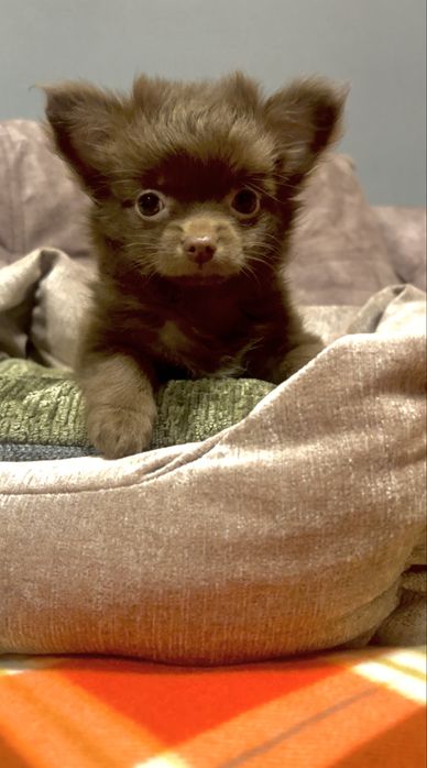 Дівчинка чихуахуа д/ш