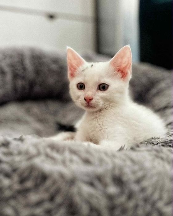 Anguś - biały maluszek szuka domu na zawsze