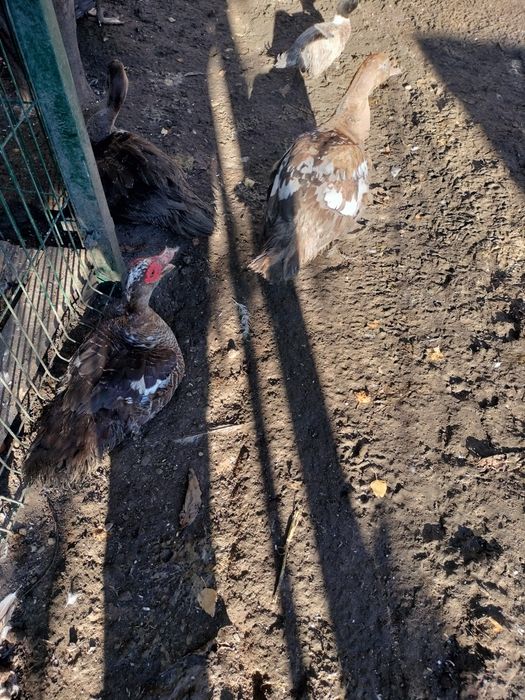 Kaczki staropolskie młode