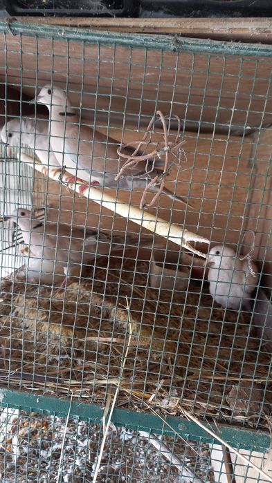 Vendo 4 rolas mansas