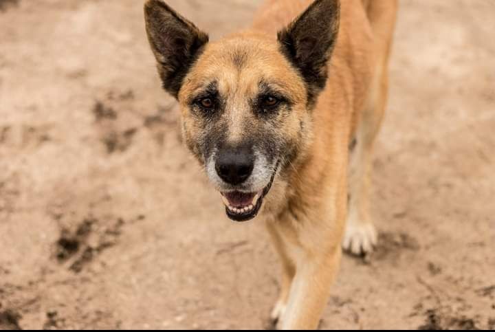 Anjo- Cachorro de porte médio para adoção