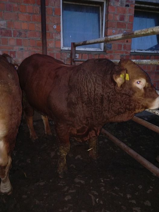 Byki, buhaj limousine