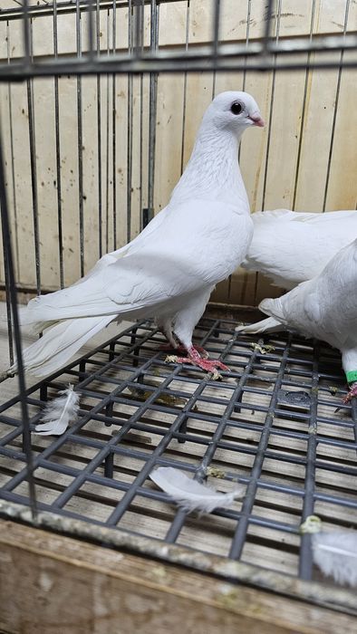 Gołębie ozdobne cepele z jednego lotu. Białe gołębie na ślub Rawa Maz