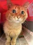 Gato adulto meigo