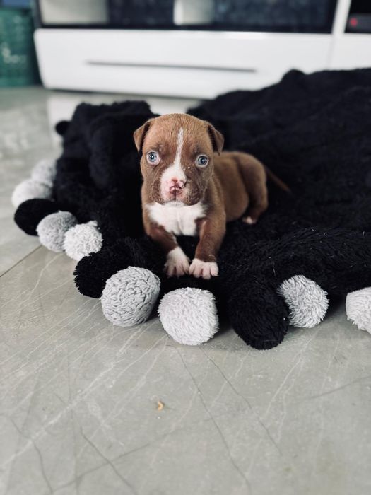 Piękna suczka American Bully