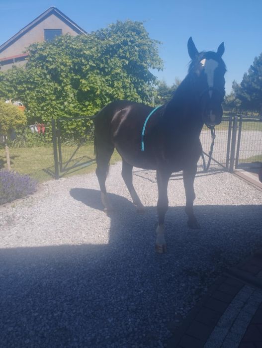 Klacz śląska 2 letnia chodząca pod siodłem i w bryczce