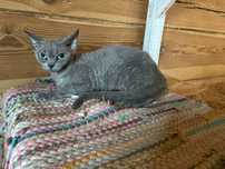 Niebieska Kotka Devon Rex 4 letnia