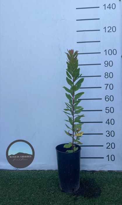 Arbustus Unedo 80/100cm