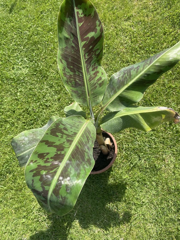 Bananowiec musa acuminata dwarf cavendish 60cm