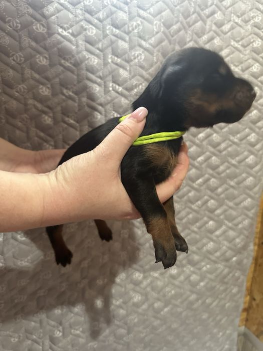 Пропоную цуценят добермана