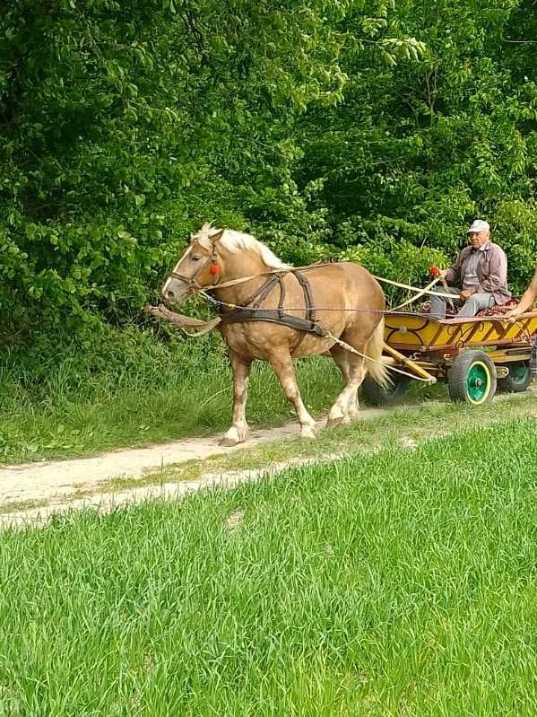 Sprzedam klacz dwuletnią