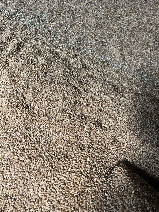 Pszenica ozima pasza