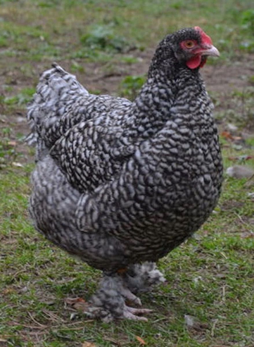 ovos galados de galinhas maline as realmente verdadeiras patas brancas