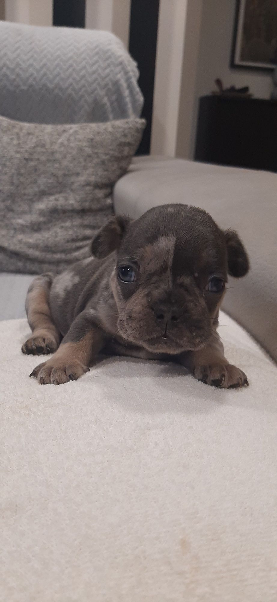 Bulldog  blue merle tan