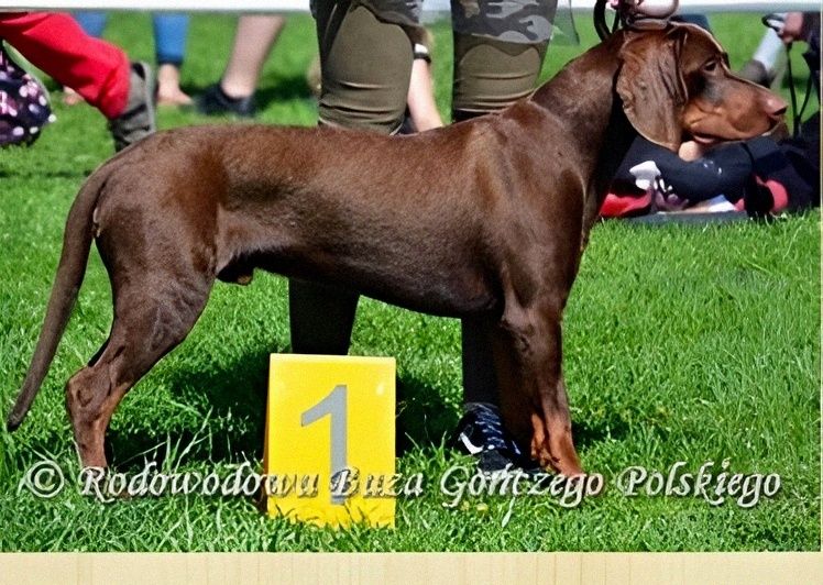 Zapowiedź miotu Gończy Polski ZKwP