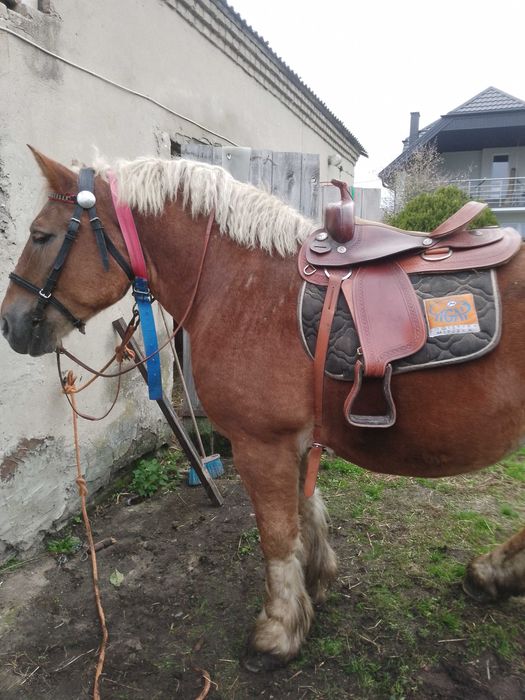 Sprzedam kobyłe 5 lat.