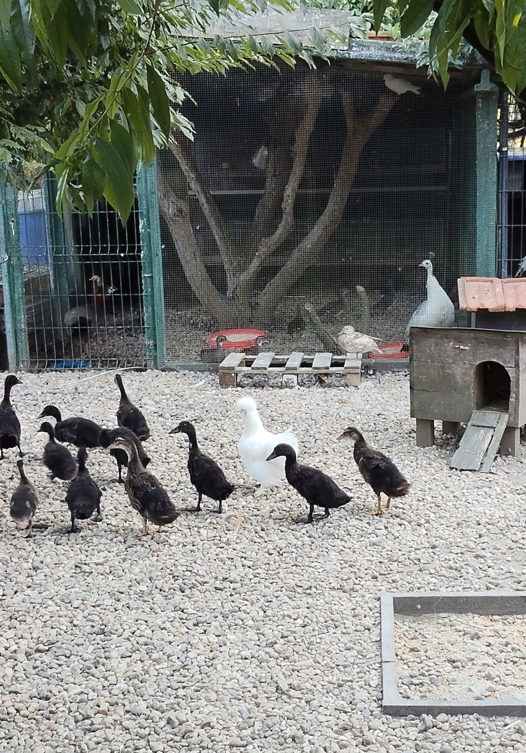 Patos Cayuga, Rouen e mandarins