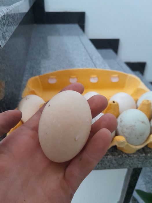 Jajka kacze biegusy i gesie konsumpcja