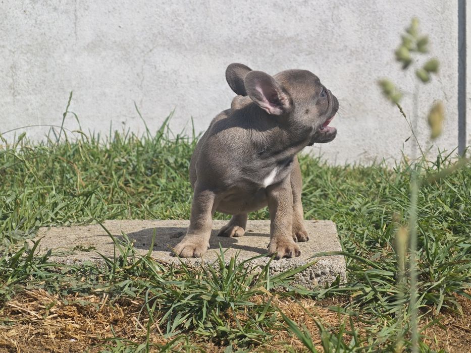Bulldog frances  blue tan femea