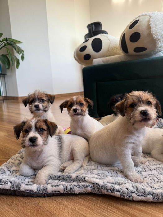 Jack Russell Terrier ZKwP FCI
