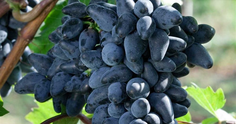 Videira de Uvas dedo de bruxa Compridas Tintas - SUPER DOCE