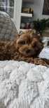 Cavapoo, dziewczynka