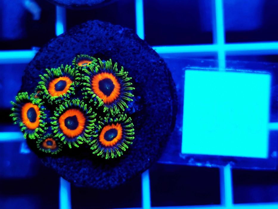 Zoanthus Eagle Eye WYSYŁKA cena za szczepkę, morskie, koralowce