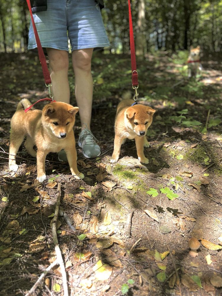 Shiba Inu FCI – urocze pieski z domowej hodowli ZKwP